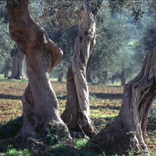 oliveto