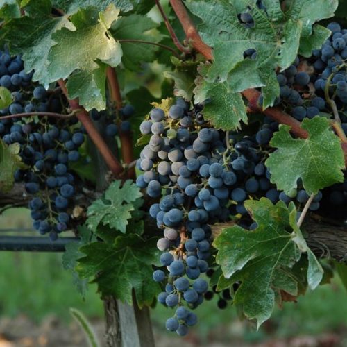 uva-merlot-1024x655-1